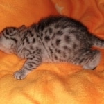 Mau, silver, male, DOB 4-18-19