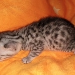 Mau, silver, male, DOB 4-18-19