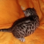 Mau, silver, male, DOB 4-18-19