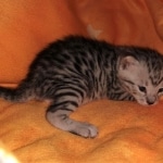 IMGMau, silver, male, DOB 4-18-19