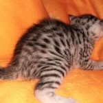 Mau, silver, male, DOB 4-18-19