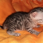 Mau, silver, male, DOB 4-18-19