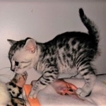 Mau, silver, male, DOB 4-18-19