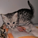 Mau, silver, male, DOB 4-18-19