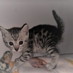 Mau, silver, male, DOB 4-18-19