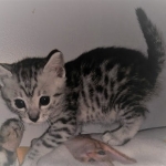 Mau, silver, male, DOB 4-18-19