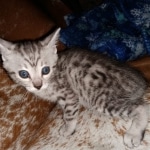 Mau, silver, male, DOB 4-18-19