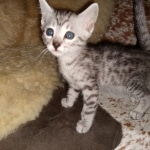 Mau, silver, male, DOB 4-18-19