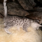 Mau, silver, male, DOB 4-18-19