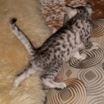 Mau, silver, male, DOB 4-18-19