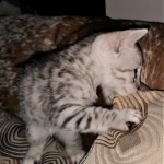 Mau, silver, male, DOB 4-18-19