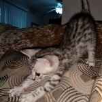 Mau, silver, male, DOB 4-18-19