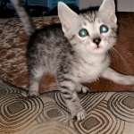 Mau, silver, male, DOB 4-18-19