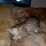 Mau, silver, male, DOB 4-18-19