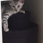 Leo, Mau, silver, male, DOB 4-18-19