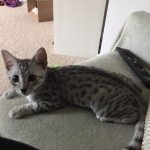 Leo, Mau, silver, male, DOB 4-18-19