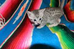 Maxwell Egyptian Mau Silver Male DOB 4-2-15
