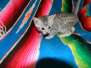 Maxwell Egyptian Mau Silver Male DOB 4-2-15
