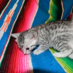 Maxwell, Egyptian Mau, Silver Male