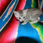 Maxwell, Egyptian Mau, Silver Male