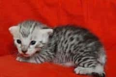 Egyptian Mau Silver Male DOB 4-22-23