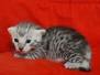 Egyptian Mau Silver Male DOB 4-22-23