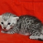 Mau silver male DOB 4-22-23