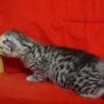 Mau silver male DOB 4-22-23