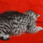 Mau silver male DOB 4-22-23