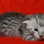 Mau silver male DOB 4-22-23