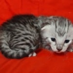 Mau silver male DOB 4-22-23