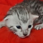 Mau silver male DOB 4-22-23