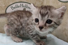 Luca Egyptian Mau Silver Male DOB 4/24/24