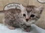 Luca Egyptian Mau Silver Male DOB 4/24/24