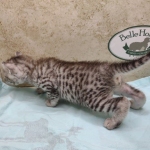 Mau silver male DOB 4/21/24