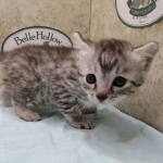 Mau silver male DOB 4/21/24