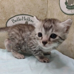 Mau silver male DOB 4/21/24