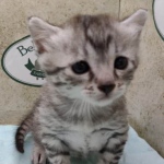 Mau silver male DOB 4/21/24