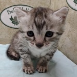 Mau silver male DOB 4/21/24