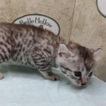 Mau silver male DOB 4/21/24
