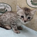 Mau silver male DOB 4/21/24