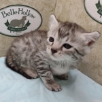 Mau silver male DOB 4/21/24