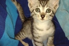 Elijah Blue Egyptian Mau silver Male DOB 5-15-22