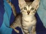 Elijah Blue Egyptian Mau silver Male DOB 5-15-22