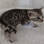 Elijah Blue Mau silver male DOB 5-15-22