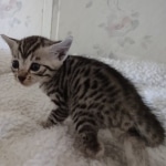 Elijah Blue Mau silver male DOB 5-15-22