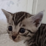 Elijah Blue Mau silver male DOB 5-15-22