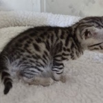 Elijah Blue Mau silver male DOB 5-15-22