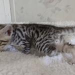 Elijah Blue Mau silver male DOB 5-15-22