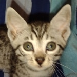 Elijah Blue Mau silver male DOB 5-15-22